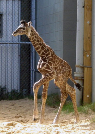 Girafferunning.jpg
